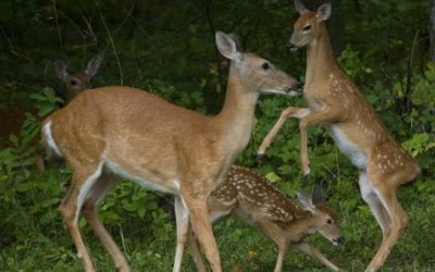 10 Things Deer Are Thinking About