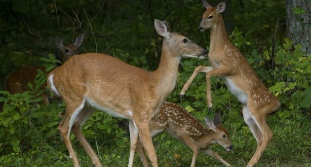 10 Things Deer Are Thinking About