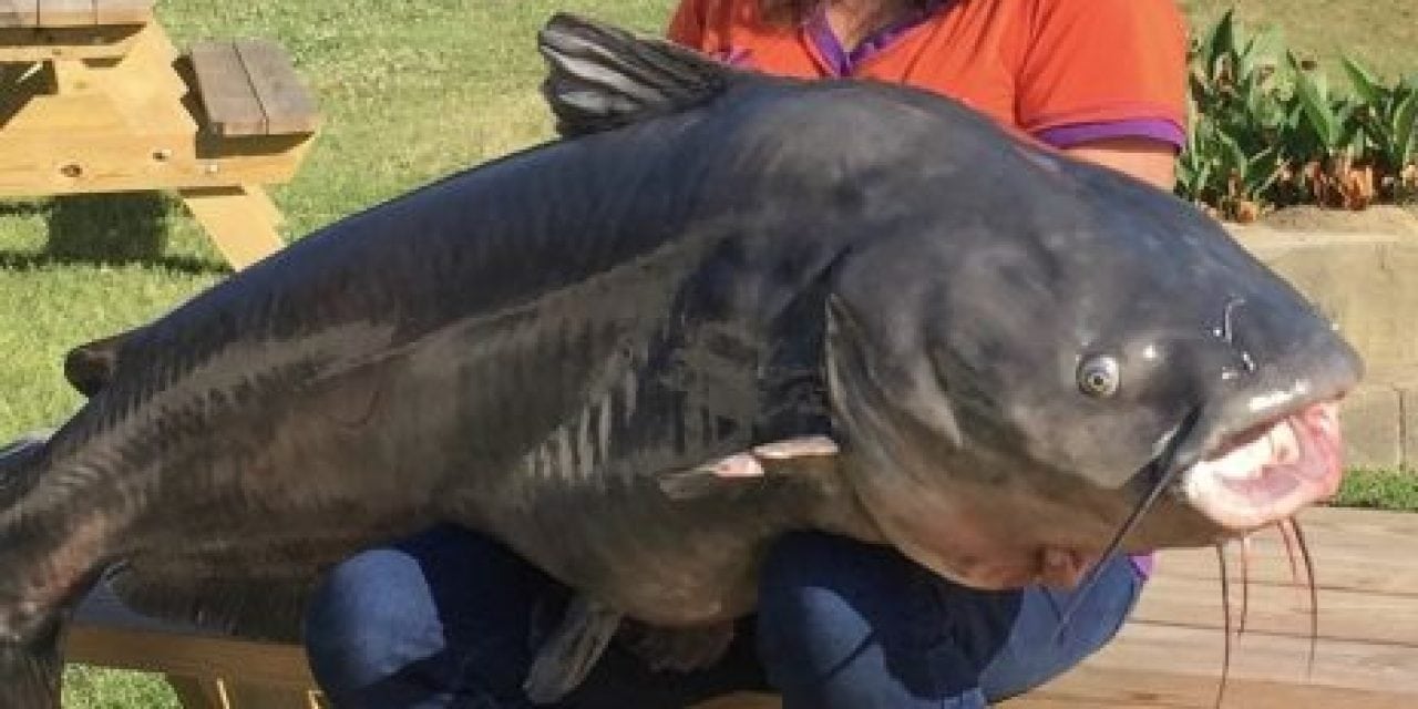 113.8-pound catfish caught on Lake Moultrie