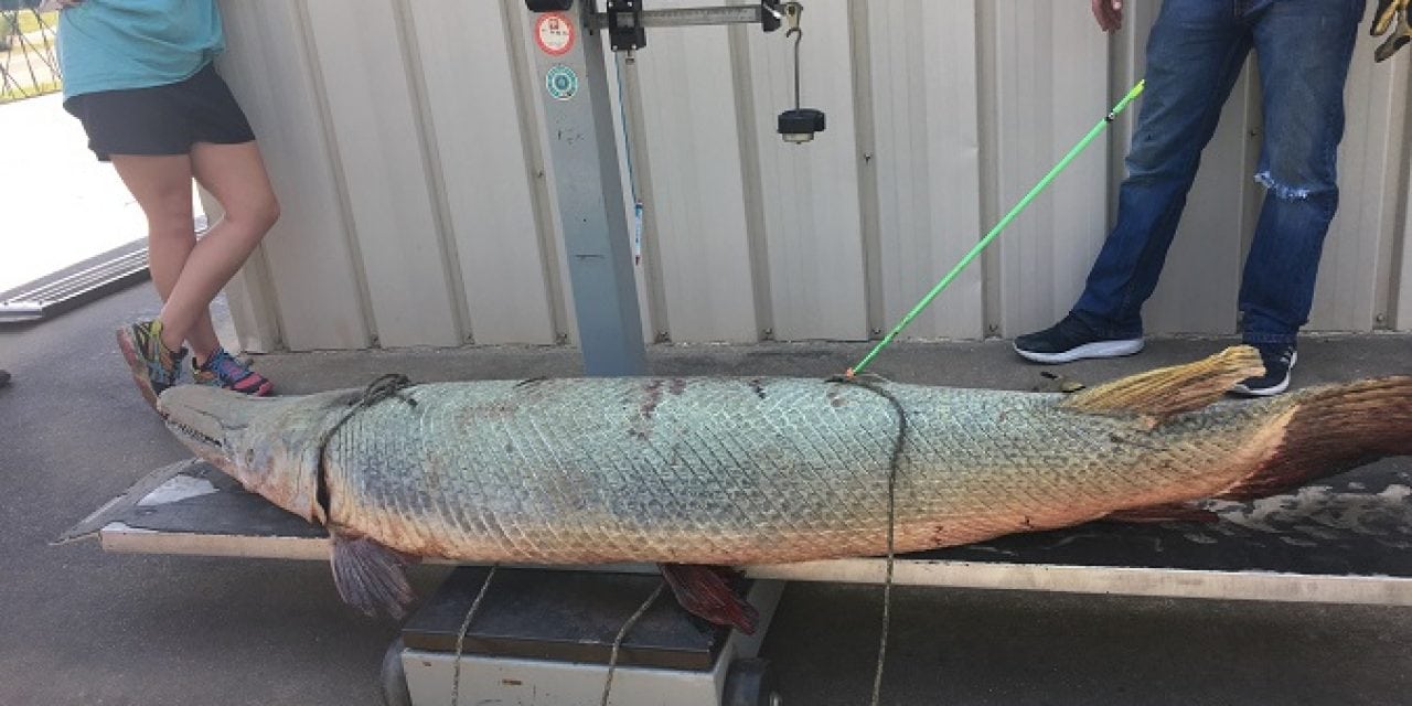 197-Pound Alligator Gar Arrowed in Texas