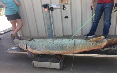 197-Pound Alligator Gar Arrowed in Texas