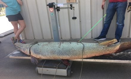 197-Pound Alligator Gar Arrowed in Texas