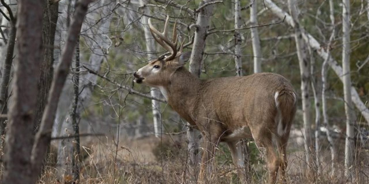 4 States You’d Be Surprised Have Good Deer Hunting