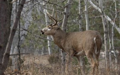 4 States You’d Be Surprised Have Good Deer Hunting