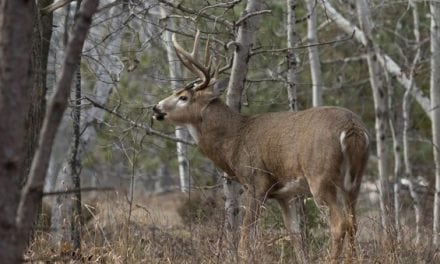 4 States You’d Be Surprised Have Good Deer Hunting