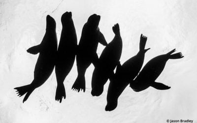 5 Pro Guides For Black & White Landscape Photography