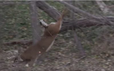 60 Seconds of Bow Kills That’ll Get Your Blood Pumping