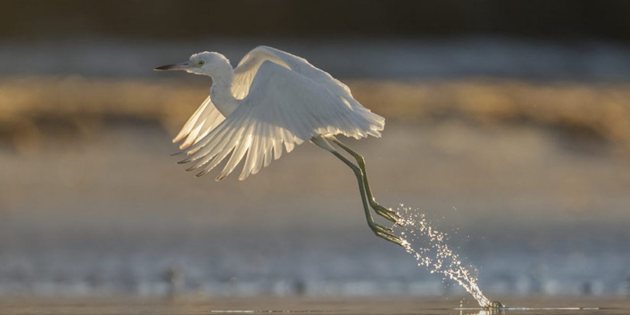 7 Wildlife Photography Techniques