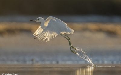 7 Wildlife Photography Techniques
