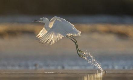 7 Wildlife Photography Techniques