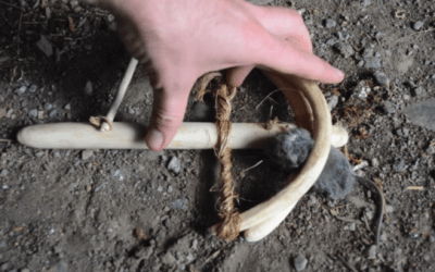 8,000-Year-Old Egyptian Mousetrap Still an Effective Killing Machine