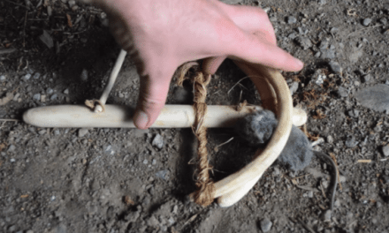 8,000-Year-Old Egyptian Mousetrap Still an Effective Killing Machine