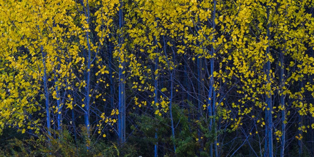 Appalachian Autumn: In Search Of Fall Color In West Virginia