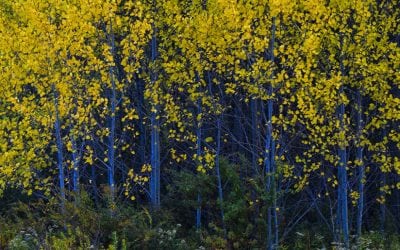 Appalachian Autumn: In Search Of Fall Color In West Virginia