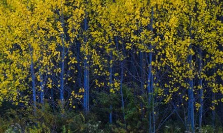 Appalachian Autumn: In Search Of Fall Color In West Virginia