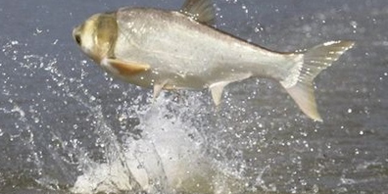 Arkansas Slates Commercial Harvest of Asian Carp on Lake Chicot