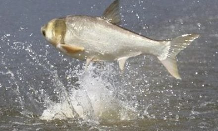 Arkansas Slates Commercial Harvest of Asian Carp on Lake Chicot