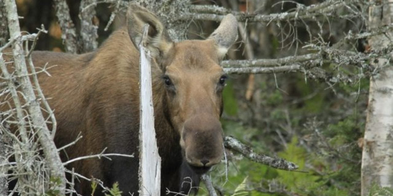 Arrest Made in Vermont Moose Poaching and Dragging Case