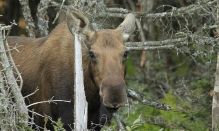 Arrest Made in Vermont Moose Poaching and Dragging Case