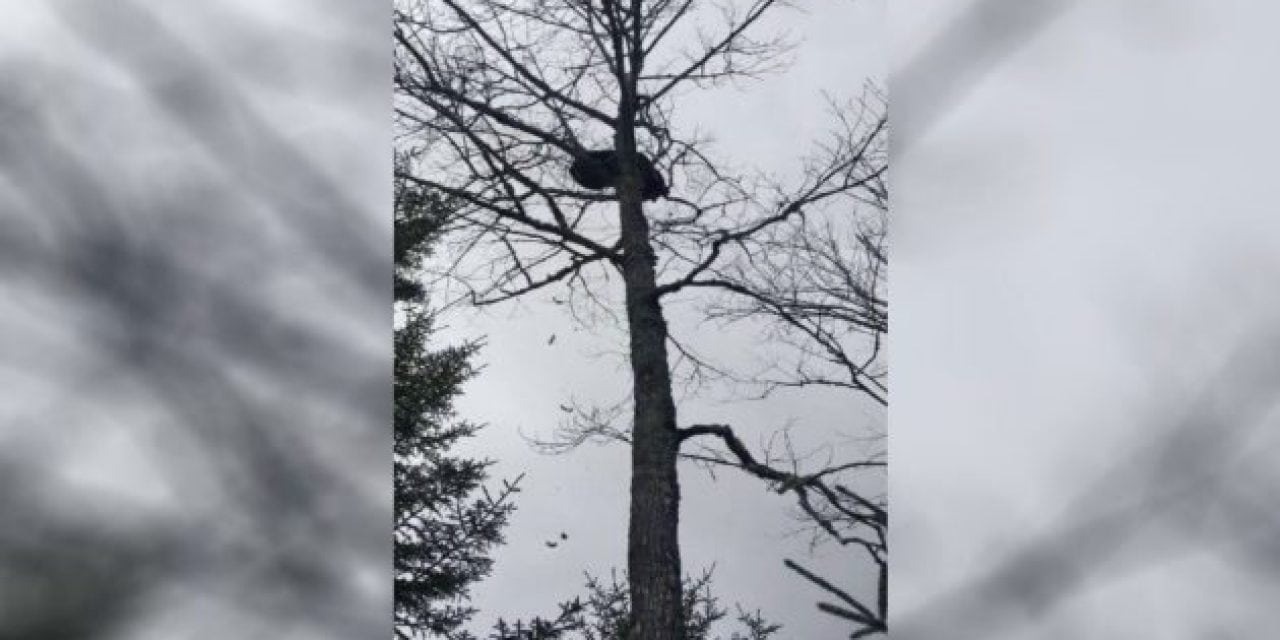 Bear Takes Giant Poop on Hunter’s Head