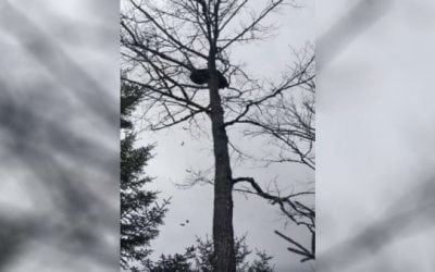 Bear Takes Giant Poop on Hunter’s Head