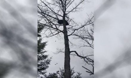 Bear Takes Giant Poop on Hunter’s Head