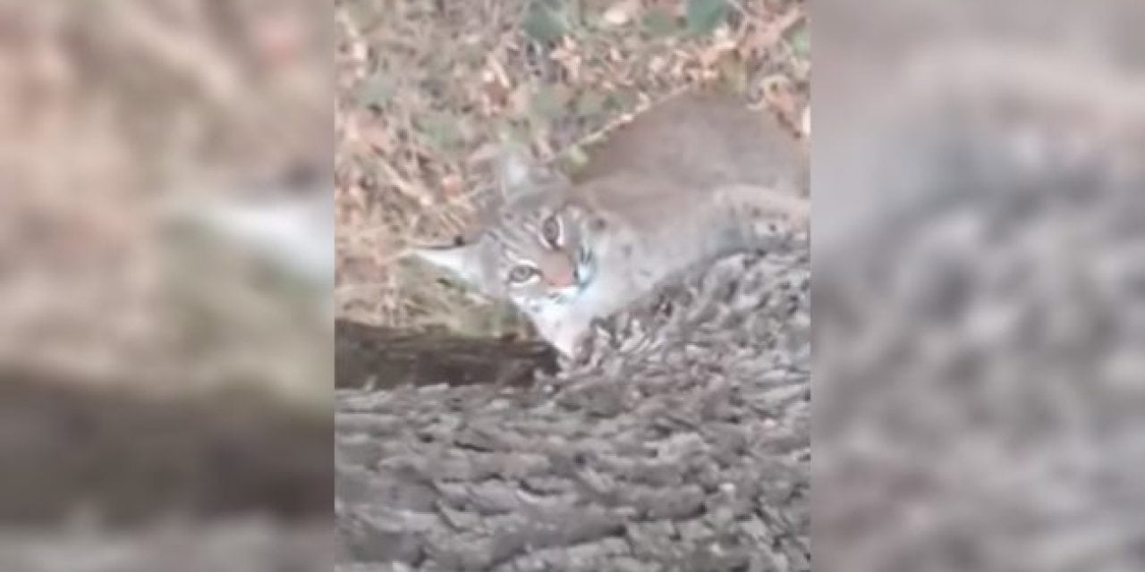 Bobcat Surprises Hunter By Trying to Join Him in His Treestand