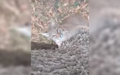 Bobcat Surprises Hunter By Trying to Join Him in His Treestand