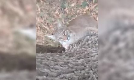 Bobcat Surprises Hunter By Trying to Join Him in His Treestand