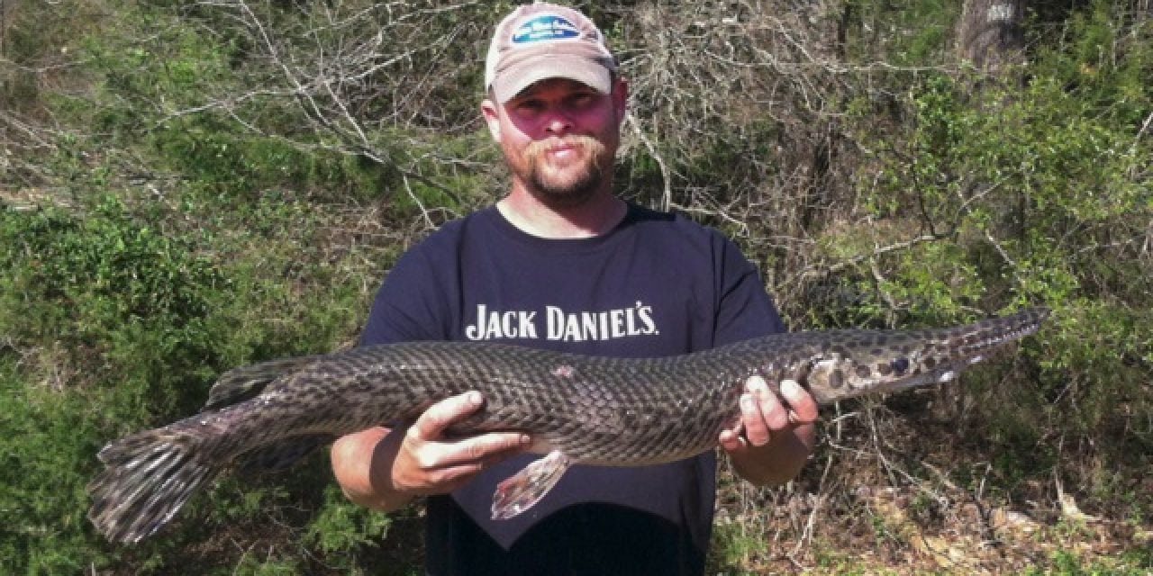 Bowfisherman Catches Arkansas Record Spotted Gar