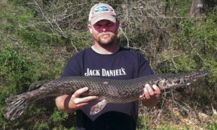 Bowfisherman Catches Arkansas Record Spotted Gar