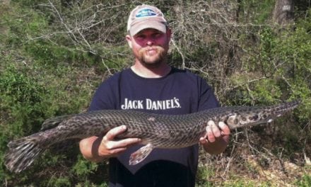 Bowfisherman Catches Arkansas Record Spotted Gar