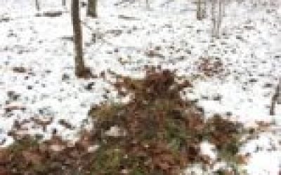 Checking Things Out: Public Land In-Season Scouting Methods