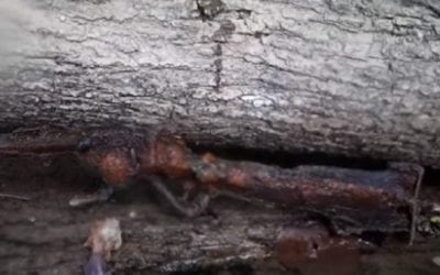 Civil War Carbine Found By Metal Detecting Diver