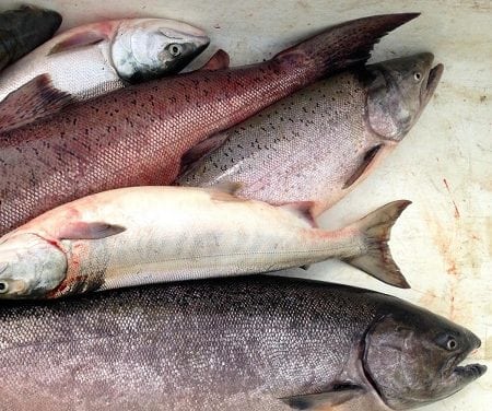 Declining King Salmon Runs Has Scientists Puzzled