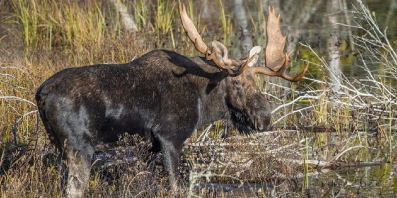 Deer Responsible for Dropping Moose Population in Minnesota