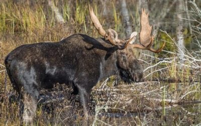 Deer Responsible for Dropping Moose Population in Minnesota