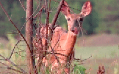 Deer Stomping Foot — What Does It Mean?