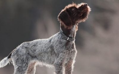 Fox Licks and Dog Tricks: Understanding Your Dog’s Nose