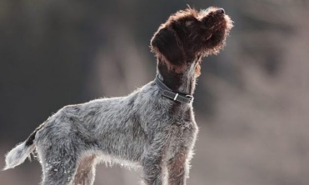 Fox Licks and Dog Tricks: Understanding Your Dog’s Nose