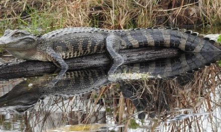 FWC provides tips for living with alligators