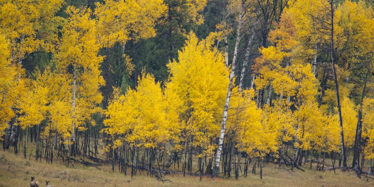 Grand Teton Fall Color