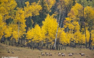 Grand Teton Fall Color