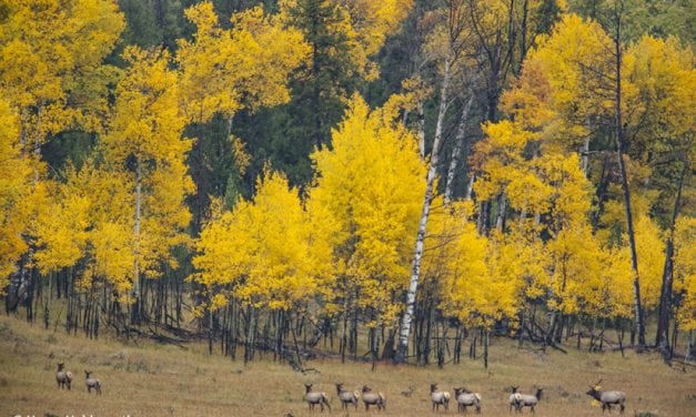 Grand Teton Fall Color