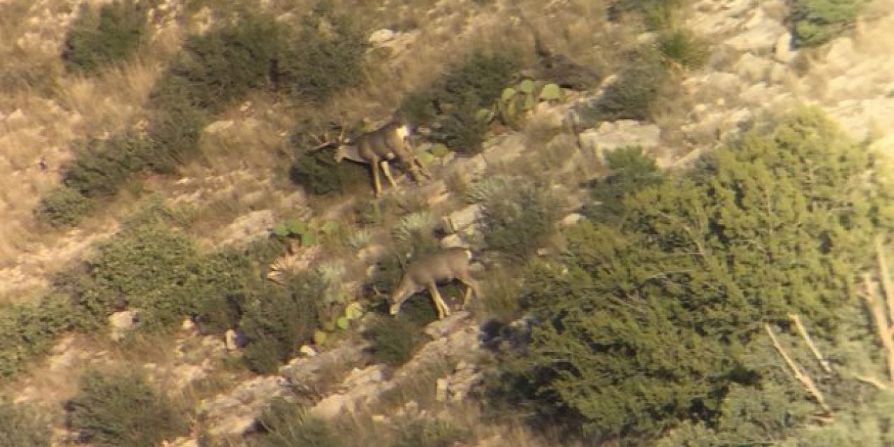 Here’s How to Glass for Mule Deer and Increase Your Odds of Filling That Tag