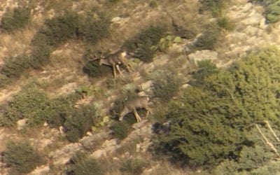 Here’s How to Glass for Mule Deer and Increase Your Odds of Filling That Tag