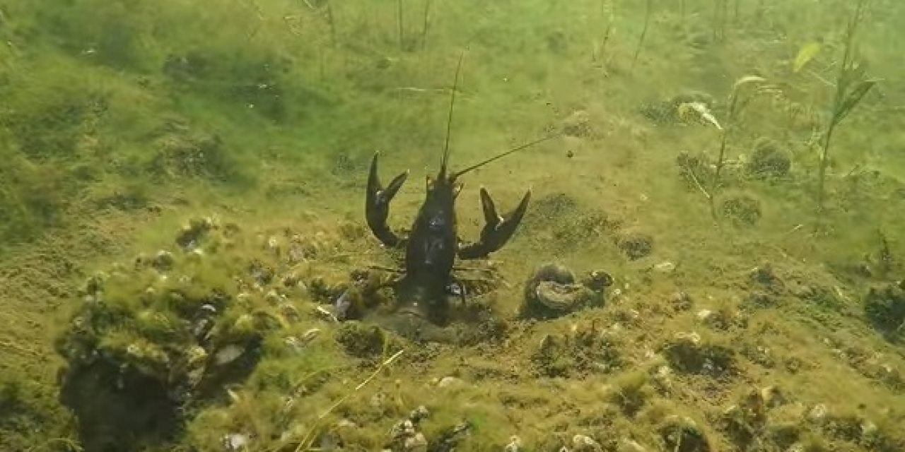 How Crayfish Escape from Hungry Bass