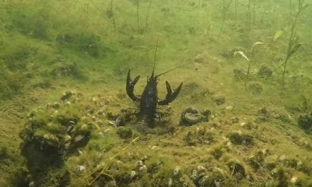 How Crayfish Escape from Hungry Bass