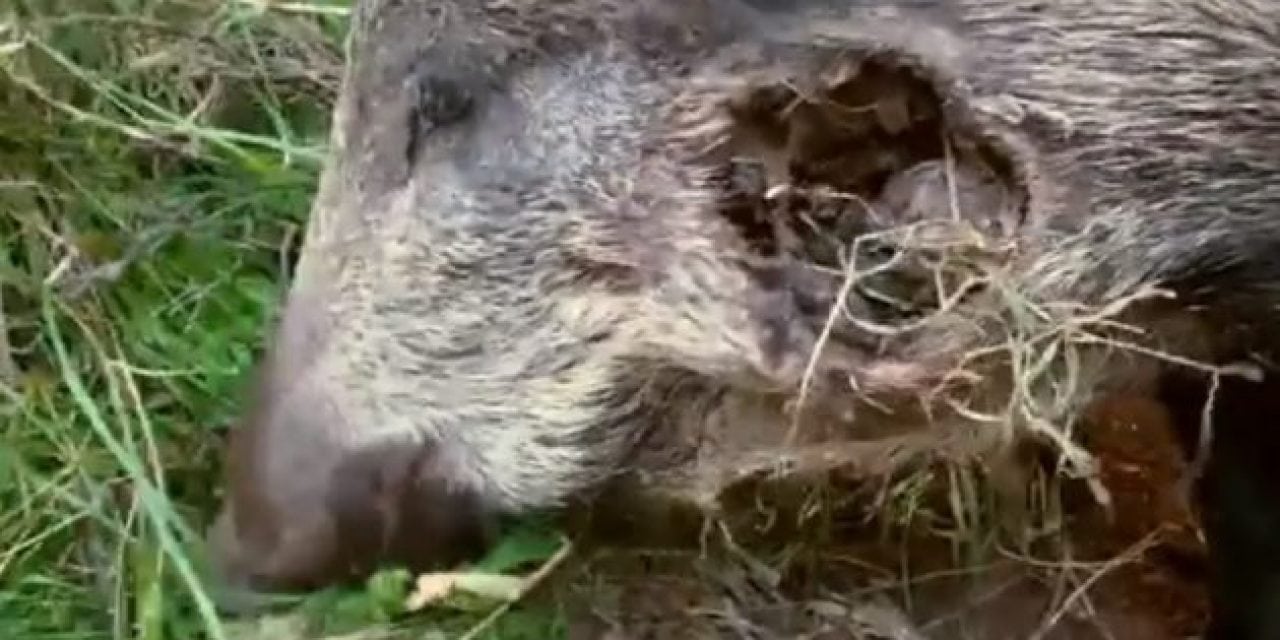 How Tough Are Wild Boar? Check This Out
