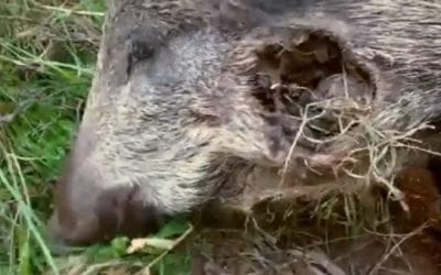 How Tough Are Wild Boar? Check This Out